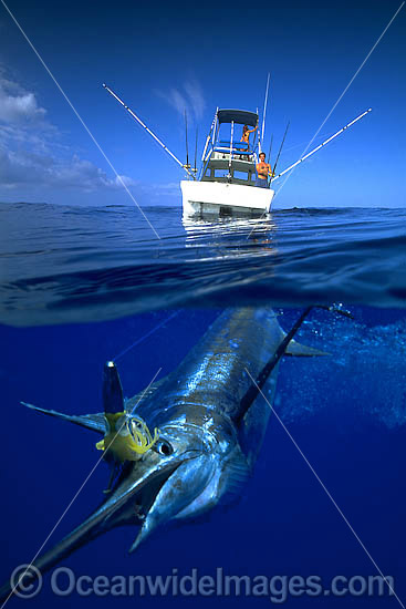 Over under water picture of a Blue Marlin (Makaira mazara), caught on a line behind a game fishing boat. Also known as Billfish. Hawaii, USA. This is a composite image, comprising of 2 or more images digitally merged together. Photo - David Fleetham Over under water picture of a Blue Marlin (Makaira mazara), caught on a line behind a game fishing boat. Also known as Billfish. Hawaii, USA. This is a composite image, comprising of 2 or more images digitally merged together. Photo - David Fleetham