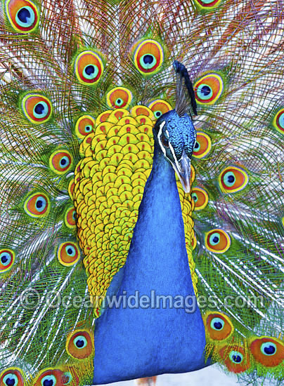 Indian Peafowl (Pavo cristatus) male during courtship display. Also known as Blue Peafowl and Peacock. Native to South Asia, but introduced and semi-feral in many regions of the world, including Australia. Photo - Gary Bell Indian Peafowl (Pavo cristatus) male during courtship display. Also known as Blue Peafowl and Peacock. Native to South Asia, but introduced and semi-feral in many regions of the world, including Australia. Photo - Gary Bell