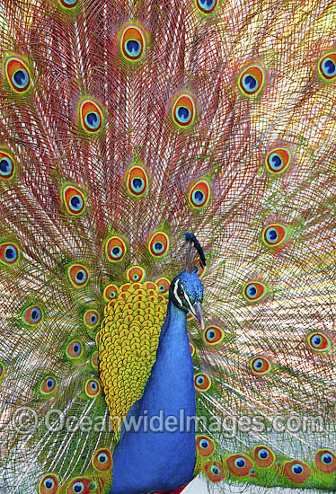 Peacock displaying feathers photo