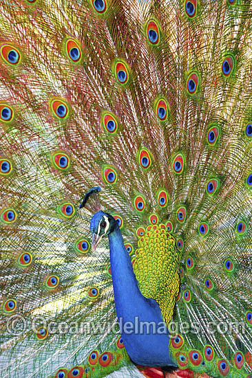 Indian Peafowl (Pavo cristatus) male during courtship display. Also known as Blue Peafowl and Peacock. Native to South Asia, but introduced and semi-feral in many regions of the world, including Australia. Photo - Gary Bell Indian Peafowl (Pavo cristatus) male during courtship display. Also known as Blue Peafowl and Peacock. Native to South Asia, but introduced and semi-feral in many regions of the world, including Australia. Photo - Gary Bell