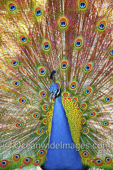 Indian Peafowl (Pavo cristatus) male during courtship display. Also known as Blue Peafowl and Peacock. Native to South Asia, but introduced and semi-feral in many regions of the world, including Australia. Photo - Gary Bell Indian Peafowl (Pavo cristatus) male during courtship display. Also known as Blue Peafowl and Peacock. Native to South Asia, but introduced and semi-feral in many regions of the world, including Australia. Photo - Gary Bell