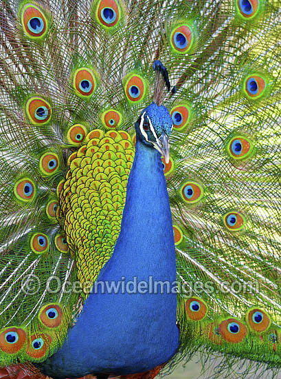 Indian Peafowl (Pavo cristatus) male during courtship display. Also known as Blue Peafowl and Peacock. Native to South Asia, but introduced and semi-feral in many regions of the world, including Australia. Photo - Gary Bell Indian Peafowl (Pavo cristatus) male during courtship display. Also known as Blue Peafowl and Peacock. Native to South Asia, but introduced and semi-feral in many regions of the world, including Australia. Photo - Gary Bell