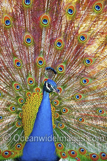 Indian Peafowl (Pavo cristatus) male during courtship display. Also known as Blue Peafowl and Peacock. Native to South Asia, but introduced and semi-feral in many regions of the world, including Australia. Photo - Gary Bell