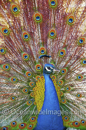 Peacock displaying feathers photo