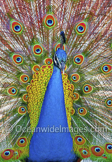 Indian Peafowl (Pavo cristatus) male during courtship display. Also known as Blue Peafowl and Peacock. Native to South Asia, but introduced and semi-feral in many regions of the world, including Australia. Photo - Gary Bell Indian Peafowl (Pavo cristatus) male during courtship display. Also known as Blue Peafowl and Peacock. Native to South Asia, but introduced and semi-feral in many regions of the world, including Australia. Photo - Gary Bell
