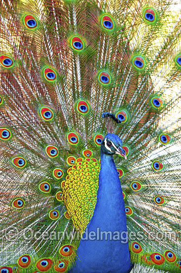 Peacock displaying feathers photo