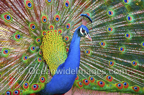 Peacock during courtship display photo