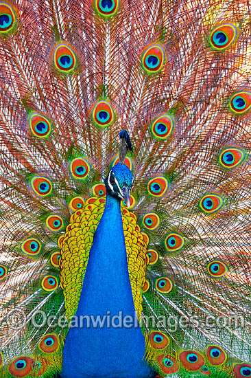 Peacock during courtship display photo