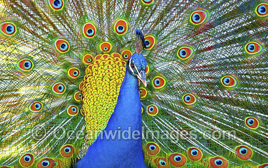 Indian Peafowl (Pavo cristatus) male during courtship display. Also known as Blue Peafowl and Peacock. Native to South Asia, but introduced and semi-feral in many regions of the world, including Australia. Photo - Gary Bell Indian Peafowl (Pavo cristatus) male during courtship display. Also known as Blue Peafowl and Peacock. Native to South Asia, but introduced and semi-feral in many regions of the world, including Australia. Photo - Gary Bell