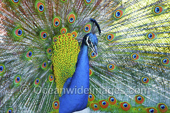 Peacock during courtship display photo Peacock during courtship display photo