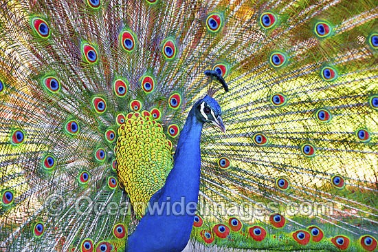 Indian Peafowl (Pavo cristatus) male during courtship display. Also known as Blue Peafowl and Peacock. Native to South Asia, but introduced and semi-feral in many regions of the world, including Australia. Photo - Gary Bell