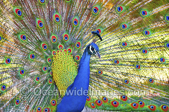 Peacock displaying feathers photo Peacock displaying feathers photo