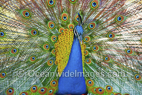 Indian Peafowl (Pavo cristatus) male during courtship display. Also known as Blue Peafowl and Peacock. Native to South Asia, but introduced and semi-feral in many regions of the world, including Australia. Photo - Gary Bell Indian Peafowl (Pavo cristatus) male during courtship display. Also known as Blue Peafowl and Peacock. Native to South Asia, but introduced and semi-feral in many regions of the world, including Australia. Photo - Gary Bell