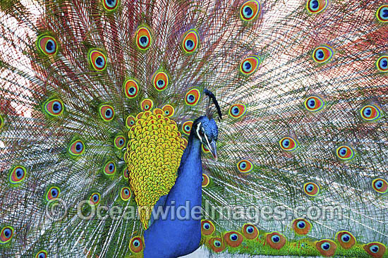 Indian Peafowl (Pavo cristatus) male during courtship display. Also known as Blue Peafowl and Peacock. Native to South Asia, but introduced and semi-feral in many regions of the world, including Australia. Photo - Gary Bell Indian Peafowl (Pavo cristatus) male during courtship display. Also known as Blue Peafowl and Peacock. Native to South Asia, but introduced and semi-feral in many regions of the world, including Australia. Photo - Gary Bell