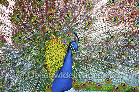 Peacock during courtship display photo