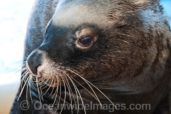Australian Fur Seal (Arctocephalus pusillus) young male or bull. Found in southern Australia from Lady Julia Percy Island, Vic, to Seal Rocks, NSW, including Tasmania. Also southern Africa. Classified Low Risk on the IUCN Red List. Photo - Gary Bell