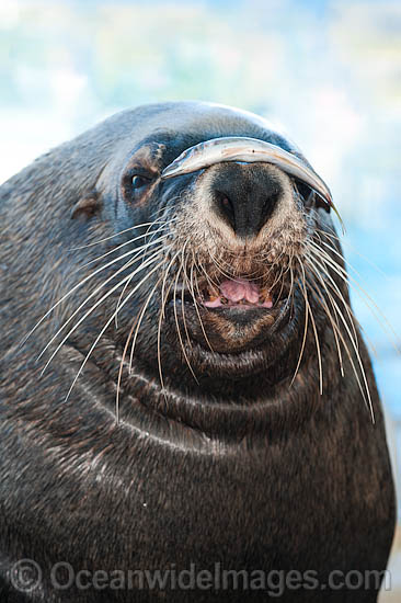 Australian Fur Seal (Arctocephalus pusillus) young male or bull. Found in southern Australia from Lady Julia Percy Island, Vic, to Seal Rocks, NSW, including Tasmania. Also southern Africa. Classified Low Risk on the IUCN Red List. Photo - Gary Bell Australian Fur Seal (Arctocephalus pusillus) young male or bull. Found in southern Australia from Lady Julia Percy Island, Vic, to Seal Rocks, NSW, including Tasmania. Also southern Africa. Classified Low Risk on the IUCN Red List. Photo - Gary Bell