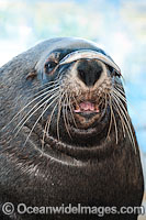 Australian Fur Seal with fish on nose Photo - Gary Bell