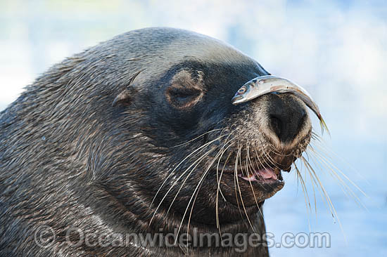 Australian Fur Seal with fish on nose photo