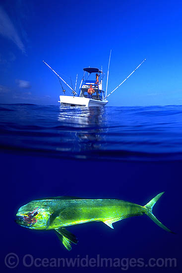 Under over water picture of a Blue Marlin (Makaira mazara), caught on a line behind a game fishing boat. Also known as Billfish. Hawaii, USA. This is a composite image, comprising of 2 or more images digitally merged together. Photo - David Fleetham Under over water picture of a Blue Marlin (Makaira mazara), caught on a line behind a game fishing boat. Also known as Billfish. Hawaii, USA. This is a composite image, comprising of 2 or more images digitally merged together. Photo - David Fleetham