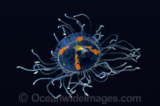 Jellyfish Anthomedusae sp. photo