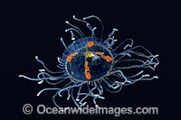 Jellyfish Anthomedusae sp. Photo - David Fleetham