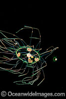 Medusa Jellyfish at night Photo - David Fleetham