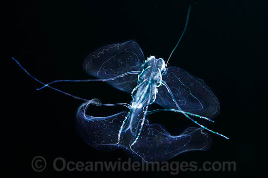 Comb Jelly in feeding mode photo
