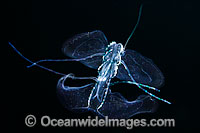 Comb Jelly in feeding mode Photo - David Fleetham