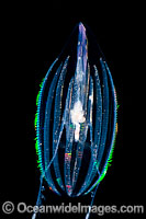 Comb Jelly GENUS: Hormiphora Photo - David Fleetham