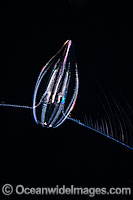 Comb Jelly Photo - David Fleetham