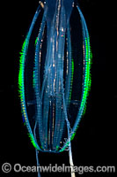 Comb Jelly GENUS: Hormiphora Photo - David Fleetham