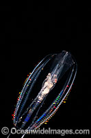 Comb Jelly Photo - David Fleetham