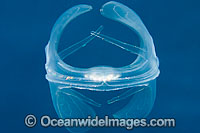 Lobate Comb Jelly Ocyropsis maculata Photo - David Fleetham