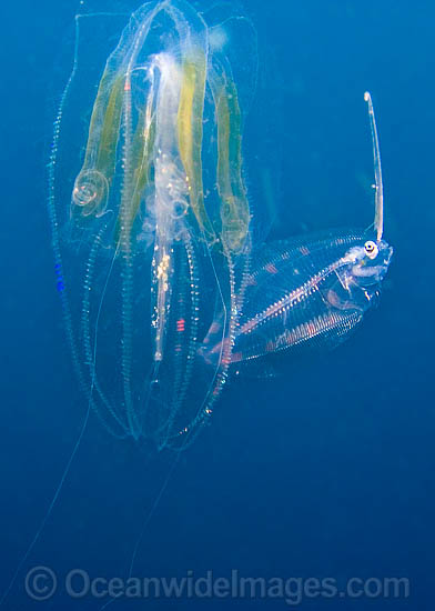 Winged Comb Jelly and larval fish photo