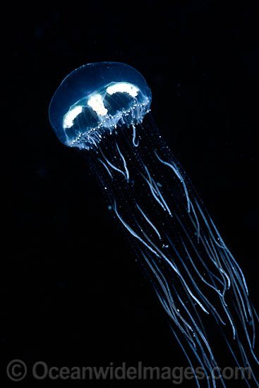 Stinging Jellyfish Olindias sp. photo