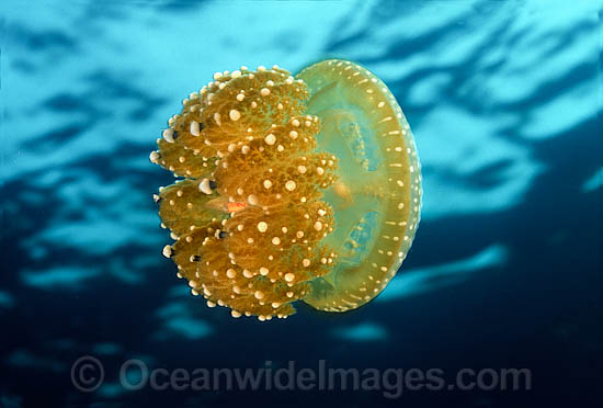 Jellyfish Phyllorhiza punctata photo