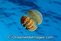 Jellyfish Phyllorhiza punctata Photo - David Fleetham