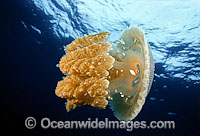 Jacks amongst Jellyfish tentacles Photo - David Fleetham