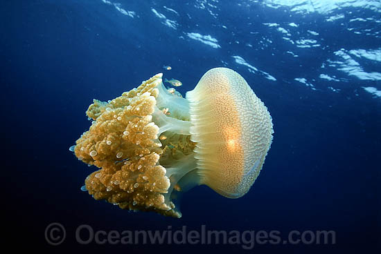 Jacks amongst the tentacles of Jellyfish photo