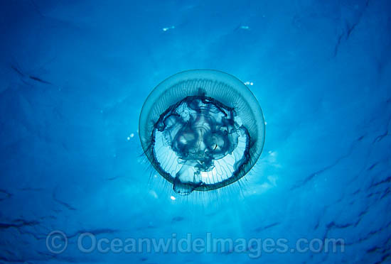 Moon Jellyfish Aurelia aurita photo