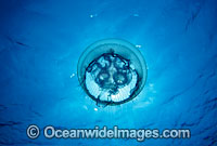 Moon Jellyfish Aurelia aurita Photo - David Fleetham