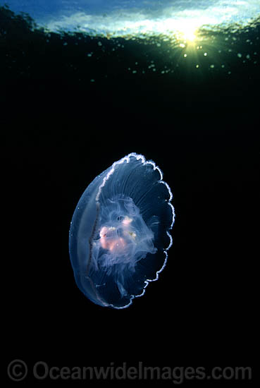 Moon Jellyfish Aurelia aurita photo