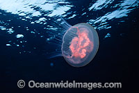 Moon Jellyfish Aurelia aurita Photo - David Fleetham