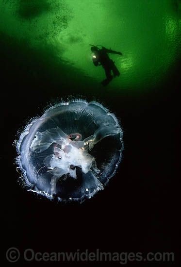 Diver and Moon Jellyfish photo Diver and Moon Jellyfish photo