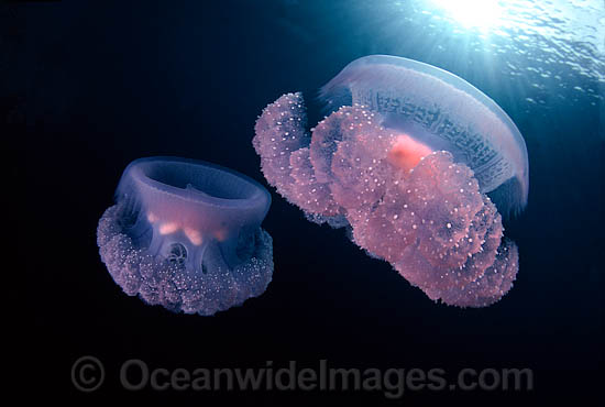 Jellyfish Crambione mastigophora photo
