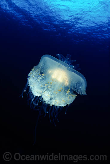 Crowned Jellyfish Cephea cephea photo