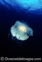 Crowned Jellyfish Cephea cephea Photo - David Fleetham
