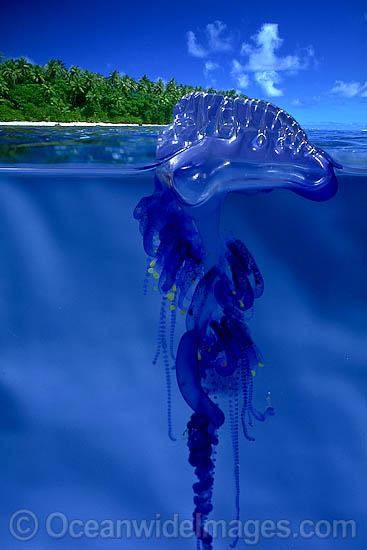 Portuguese Man-of-war Physalia physalis photo