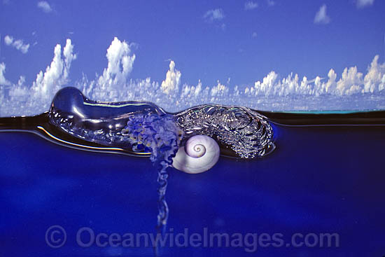A Violet Shell (Janthina janthina) floating on a raft of bubbles, whilst feeding on a Portuguese Man-of-war (Physalia physalis). Found in tropical and sub-tropical seas throughout the world. Photo - David Fleetham A Violet Shell (Janthina janthina) floating on a raft of bubbles, whilst feeding on a Portuguese Man-of-war (Physalia physalis). Found in tropical and sub-tropical seas throughout the world. Photo - David Fleetham